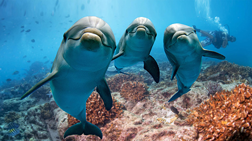 delfiny woda nurkowanie uśmiech