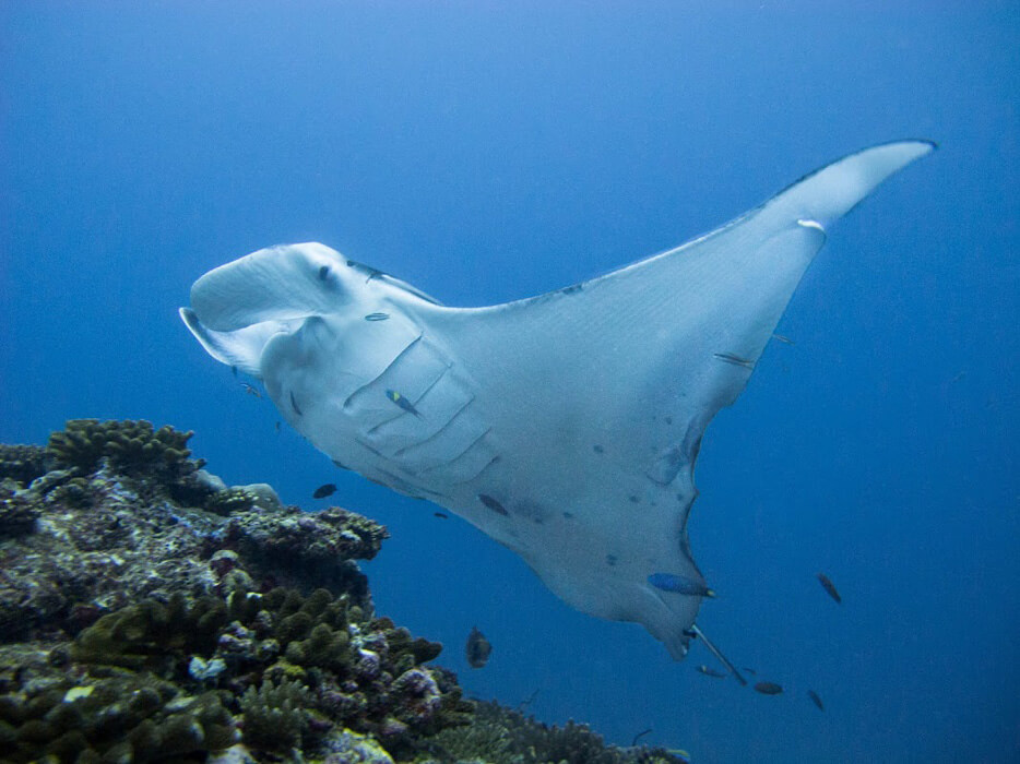 Malediwy podwodne manta