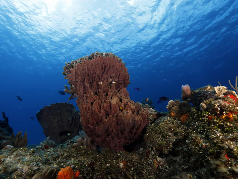 nurkowanie koral czerwnony Meksyk